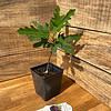 Fig Tree Chicago Hardy 2.5" Pot Live Starter Plant