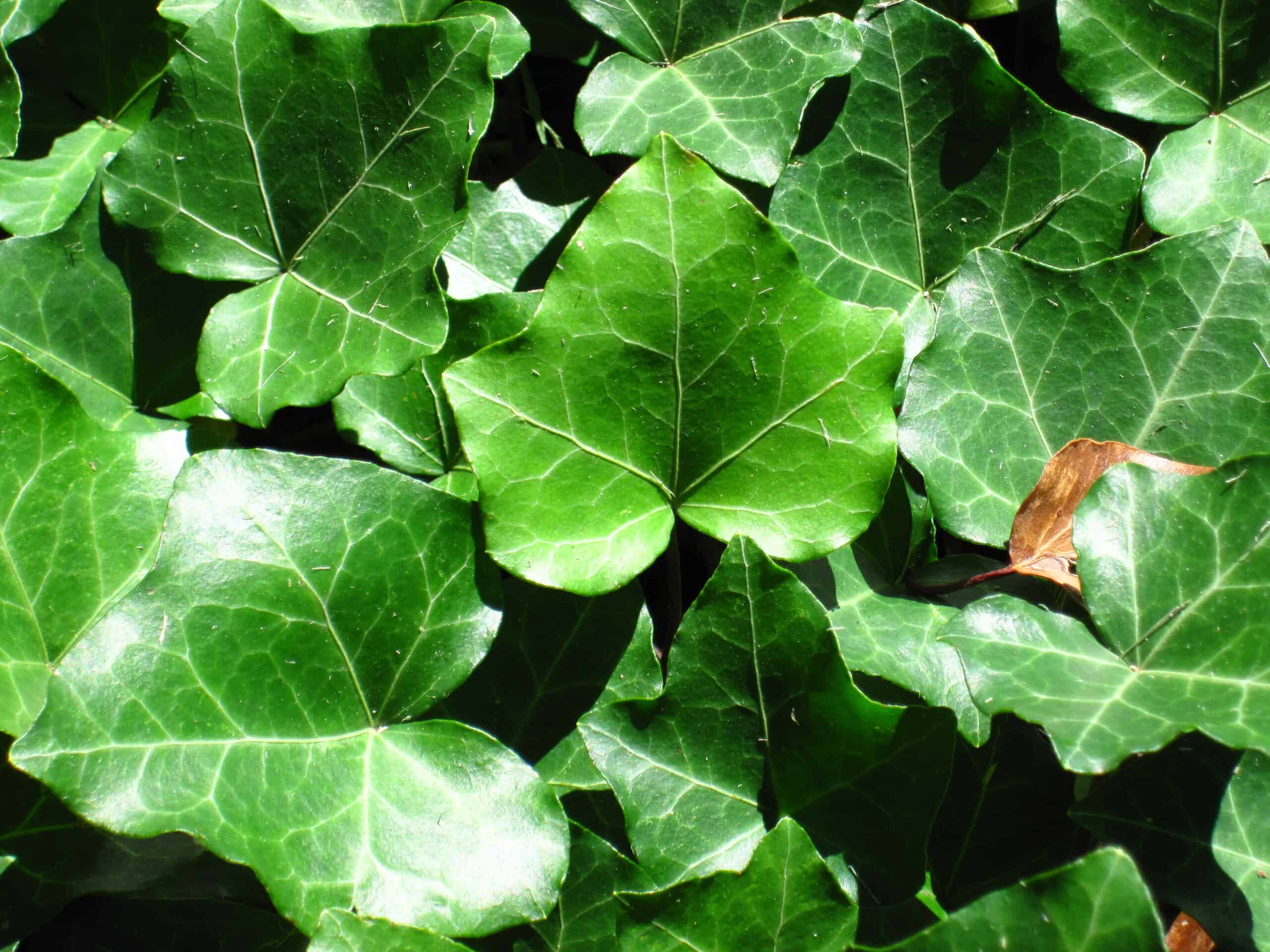 Hedera helix