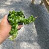 Hoya Hindu Rope Krinkle Curl Green 4" Pot Live Plant