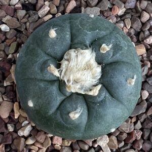 Rare Cactus LF106