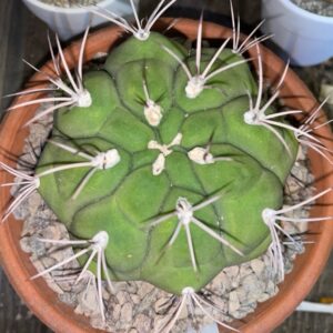 Cactus-Gymnocalycium saglionis