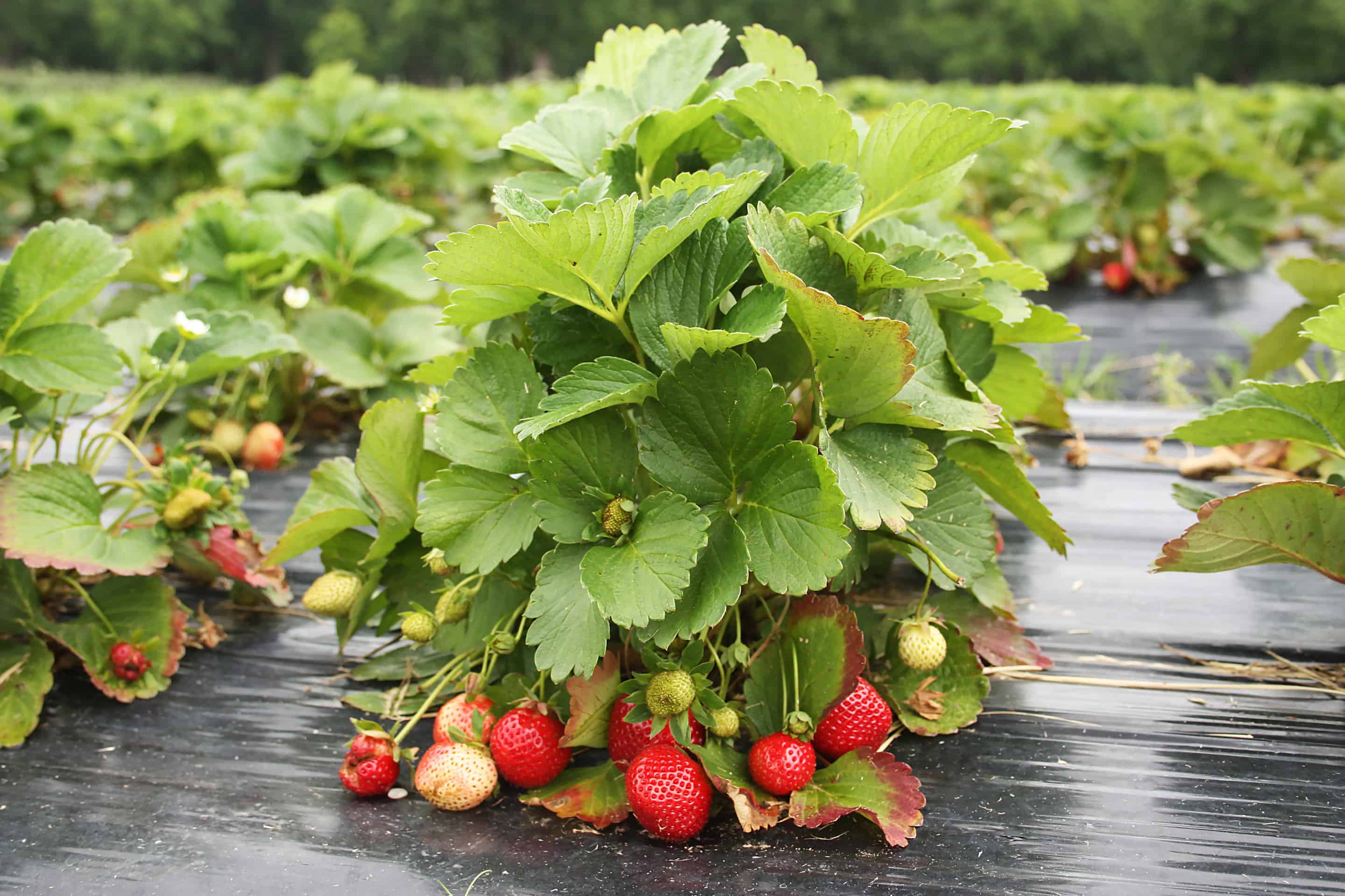 How to Grow Strawberries Plantly