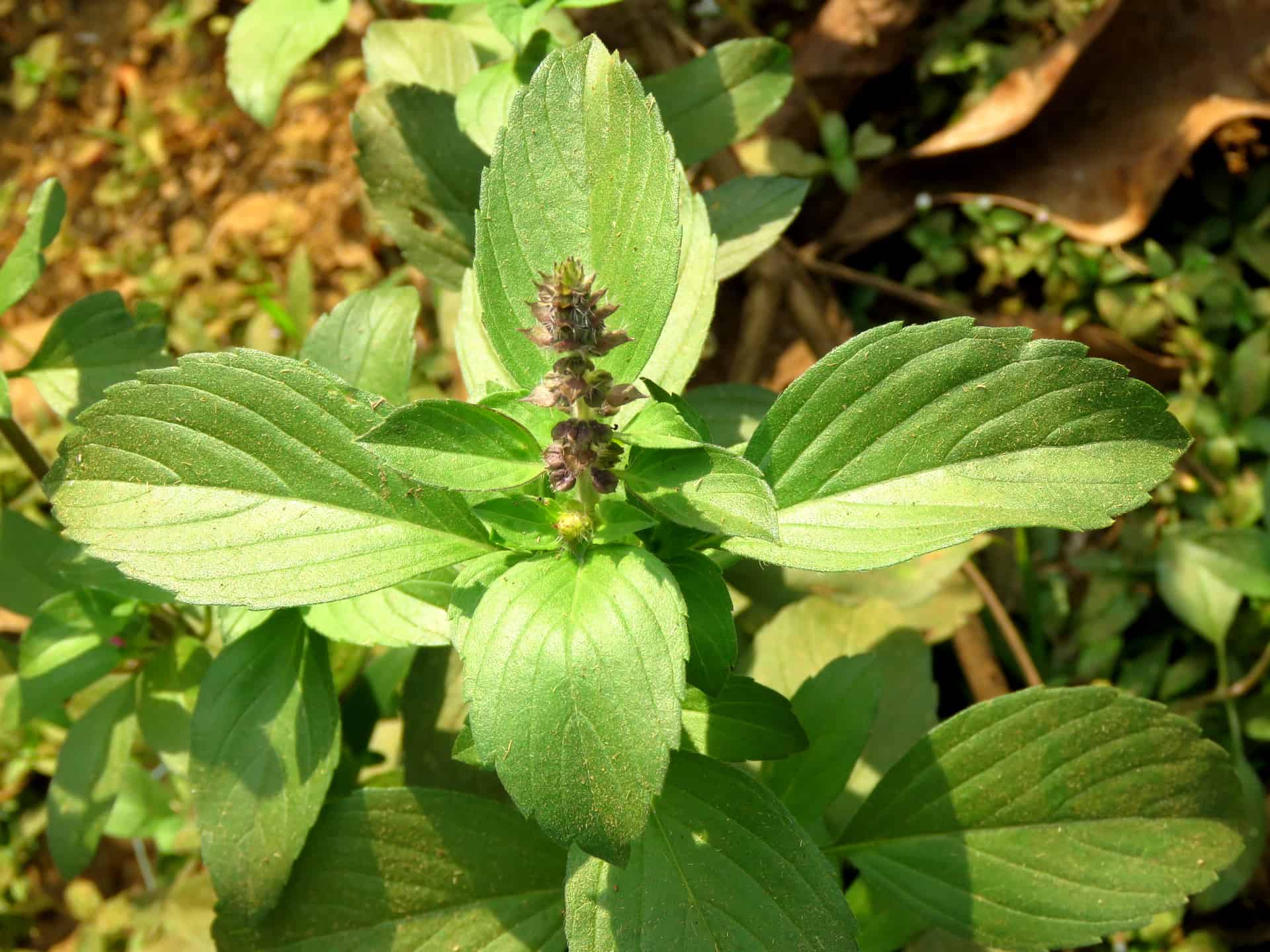 How to Grow Thai Basil Plantly