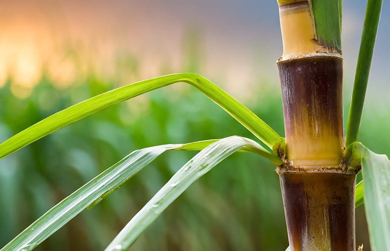 how to grow sugar cane