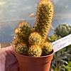 Cactus Mammillaria Elongata Lady Finger Copper King 2" Pot Live P