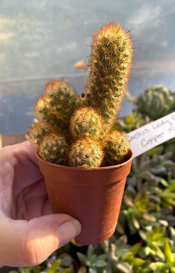 Cactus Mammillaria Elongata Lady Finger Copper King 2″ Pot Live P