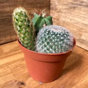 Cacti Cactus Combo Trio Mix #2 Three Cactus per 4" Pot Live Plants