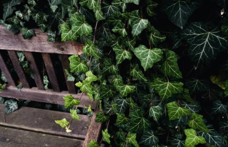 ivy climbing plant