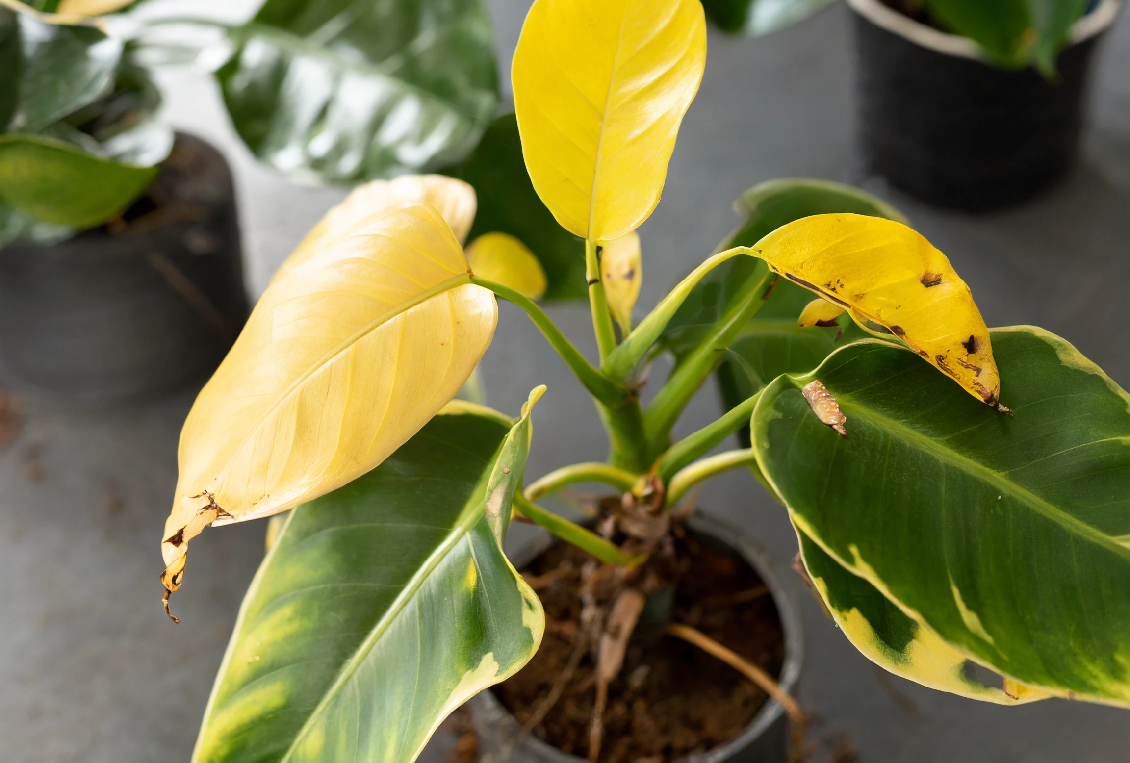 philodendron plant with yellow leaves due to pests 
