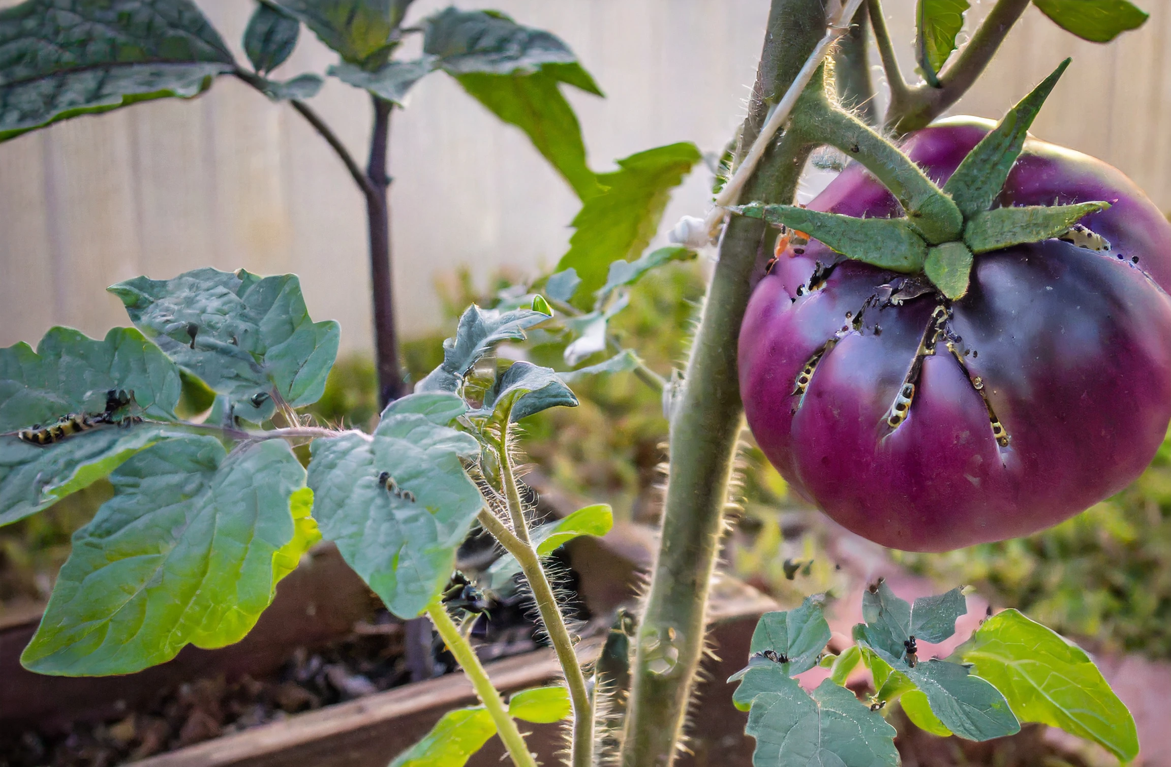 purple tomatoe with pests