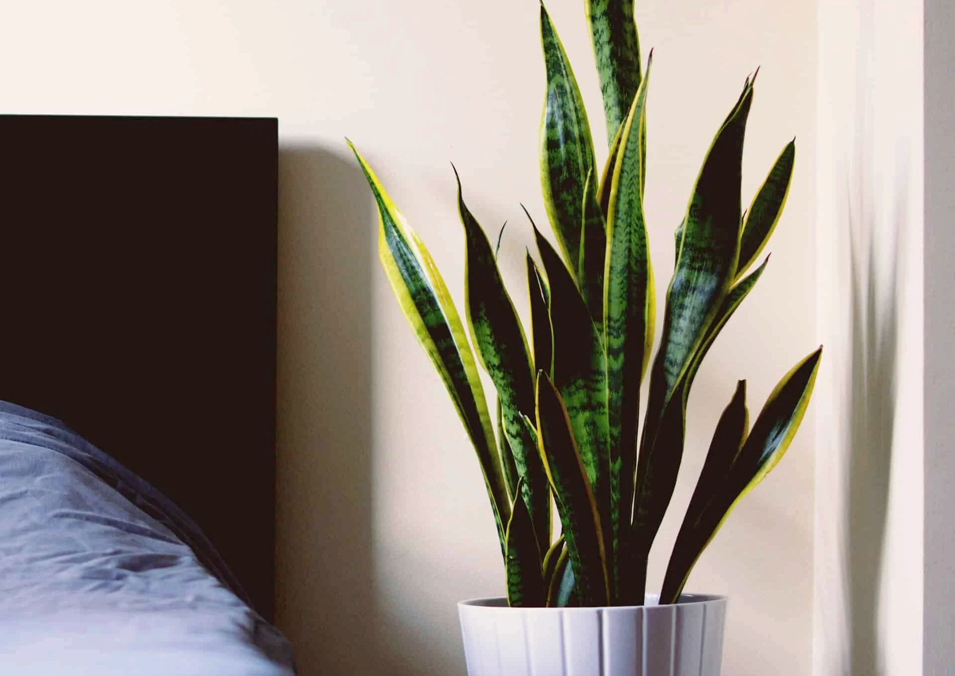 snake plant in the bedroom