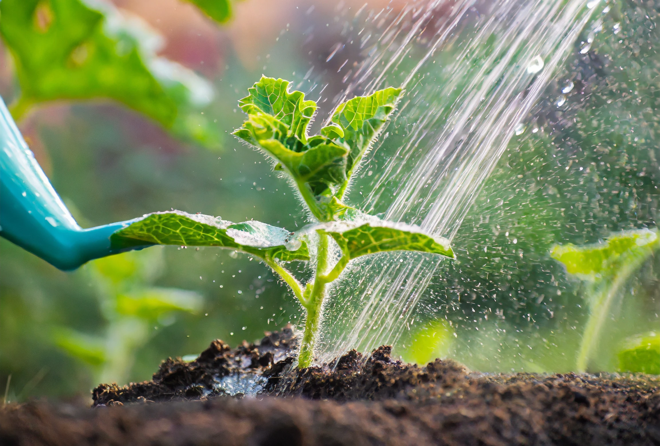 How to Grow and Care for Tomato Plants Plantly