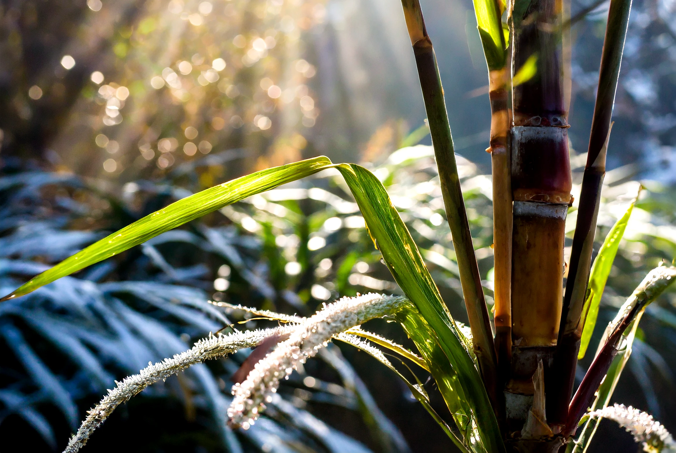 sugar cane in the winter