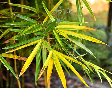 bamboo plant with yellow leaves