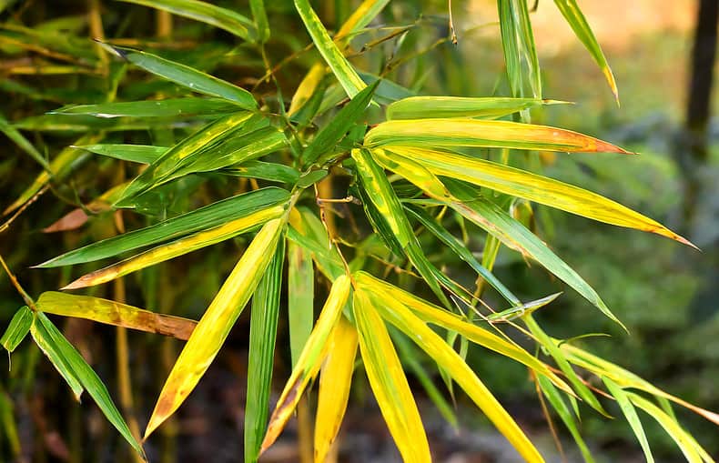 bamboo plant with yellow leaves