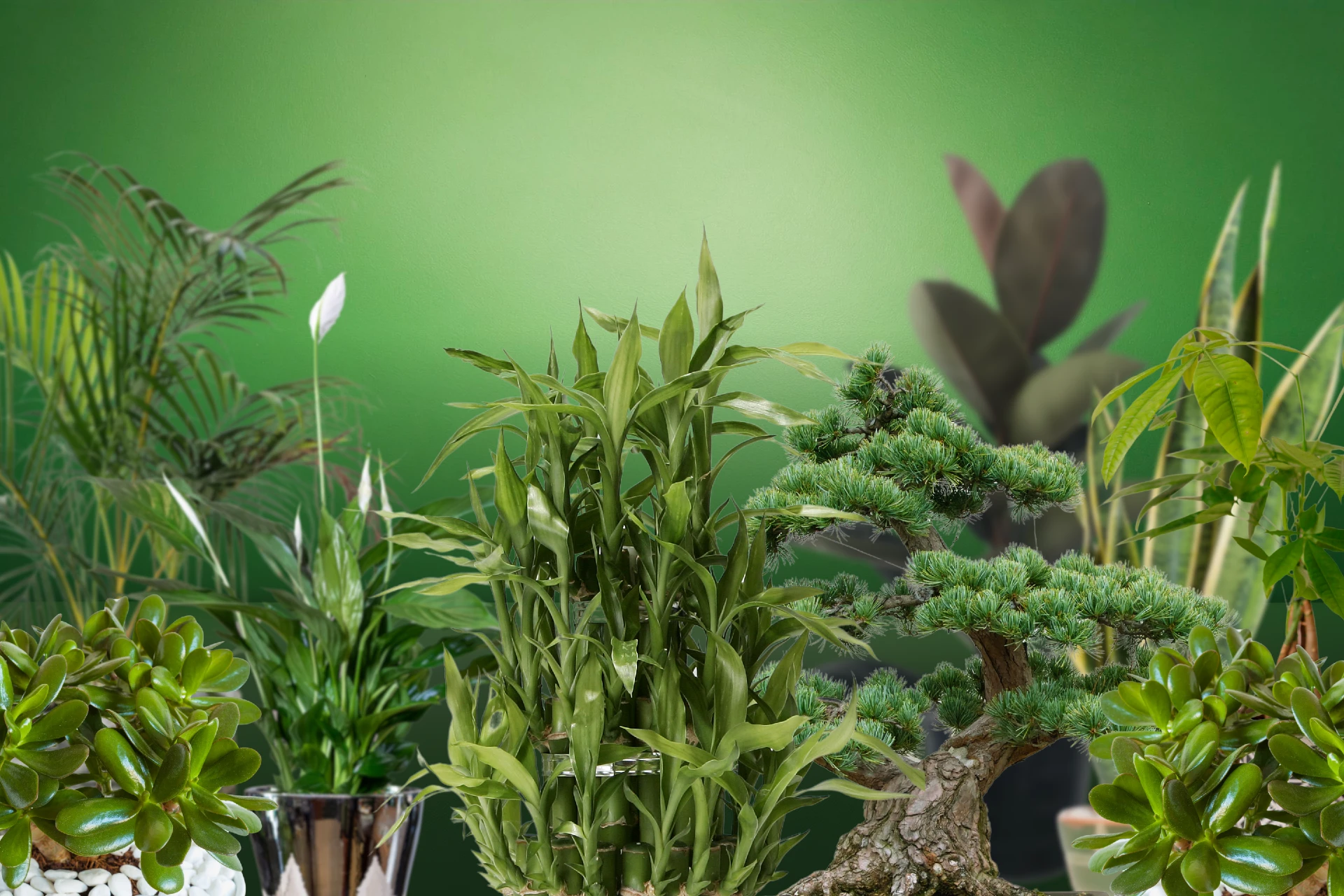 2024 Lucky Plants That Brings Wealth, Health and Prosperity