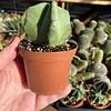 Cactus Bishop's Cap Hat Astrophytum Myriostigma 3” Pot