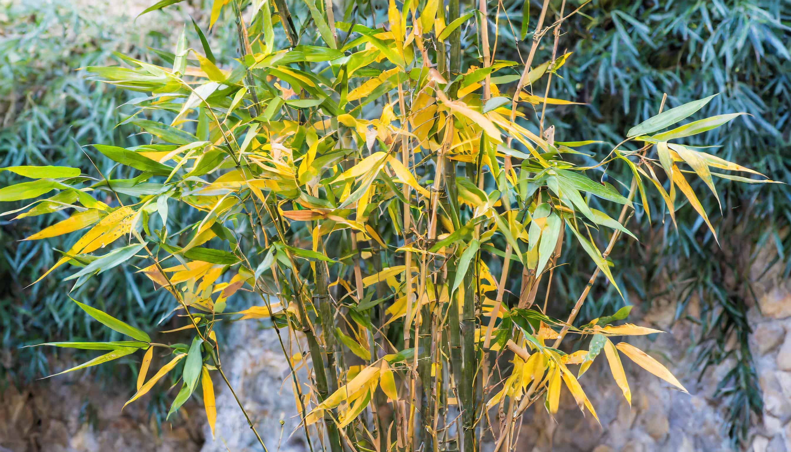 bamboo tree with yellow leaves