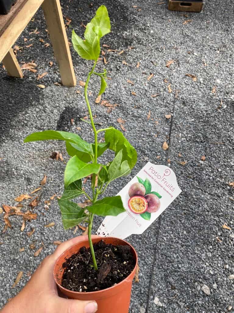 Buy Online Passion Fruit Vine Plant Plantly