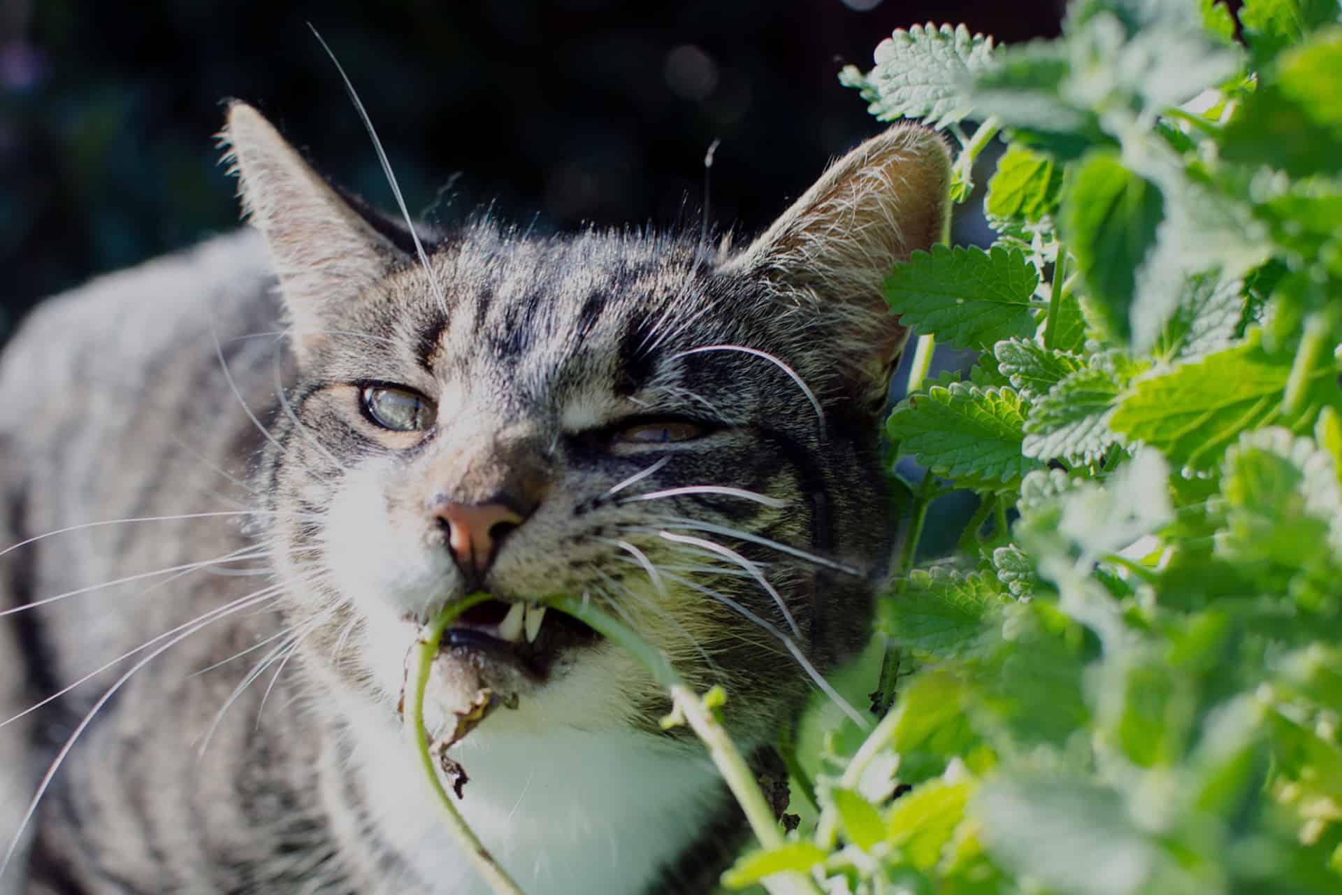 How to Grow and Care for Catnip Plants | Plantly