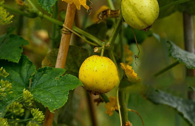 lemon cucumber hanging