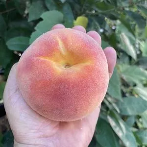peach fruit