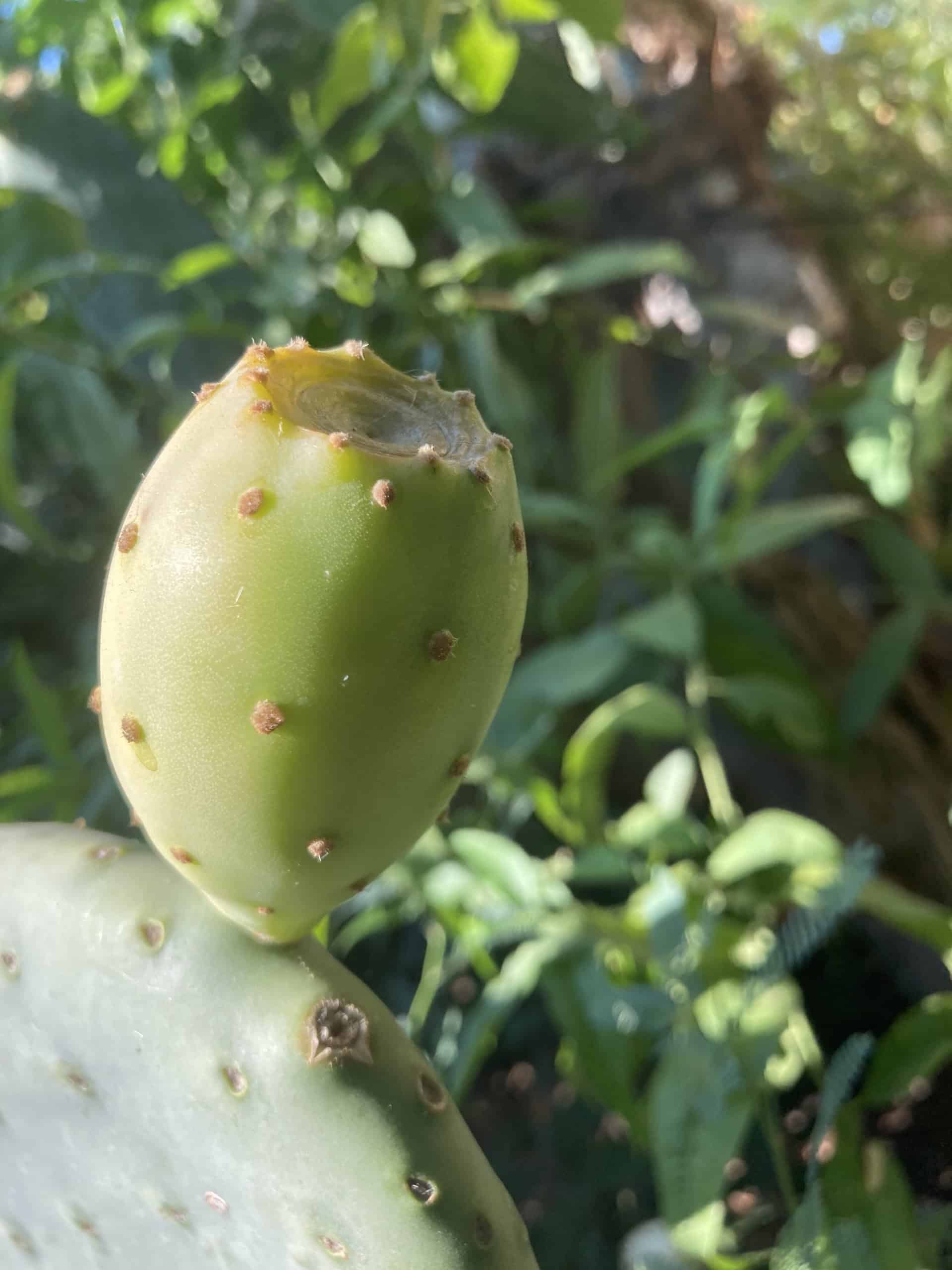 Buy Now Opuntia Green Tuna Cactus Plantly