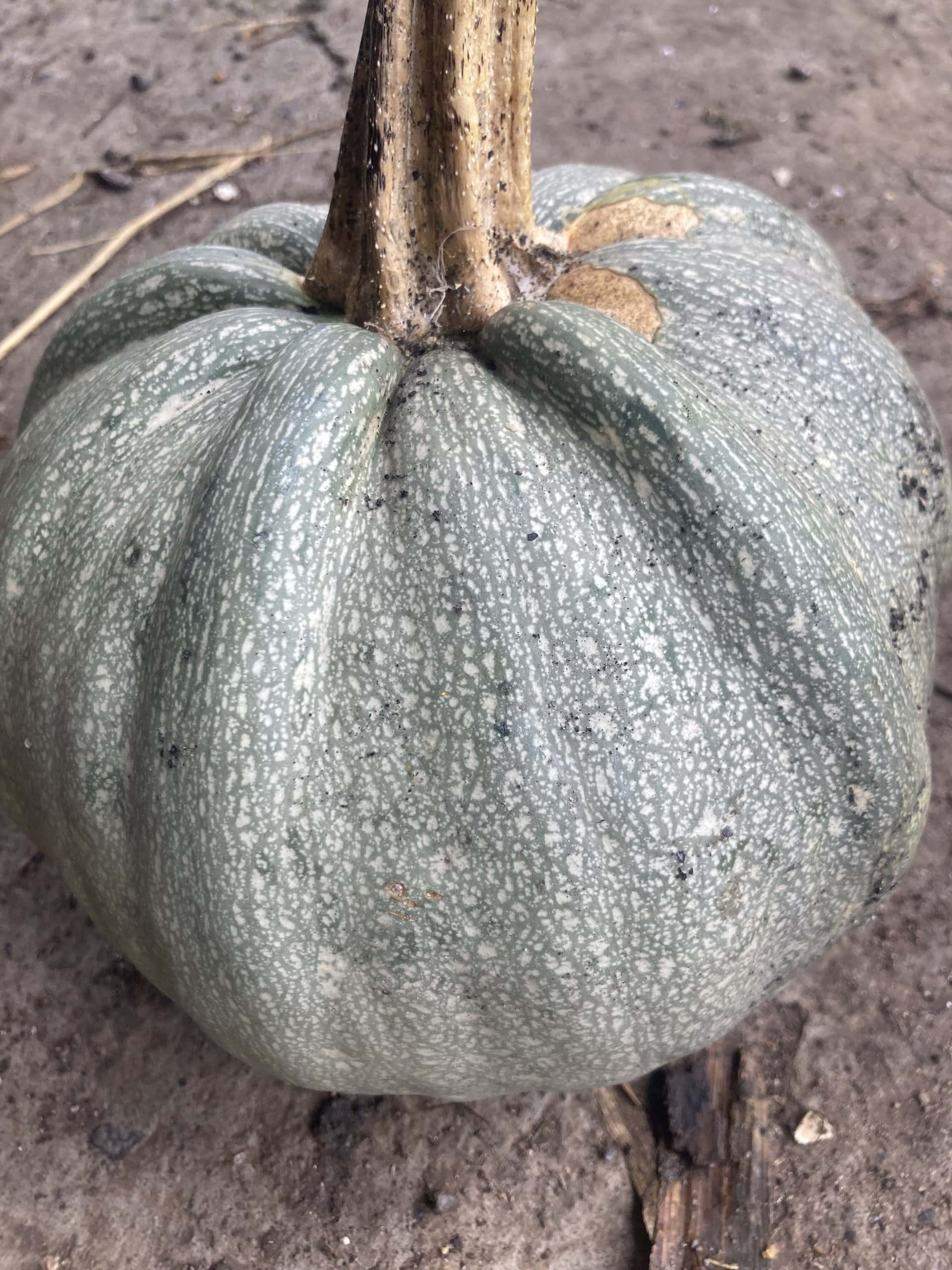 Mexican Pumpkin (pepita) Heirloom Mix Very Rare 10 Non GMO Seeds