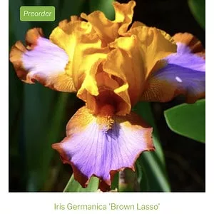 Brown Lasso Niswonger Iris