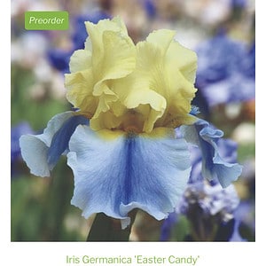 Easter Candy Keith Keppel Iris