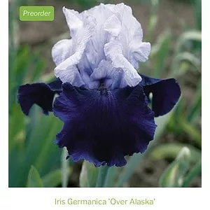 Iris Bearded Over Alaska Schreiner 2003 Size 1 Rhizome