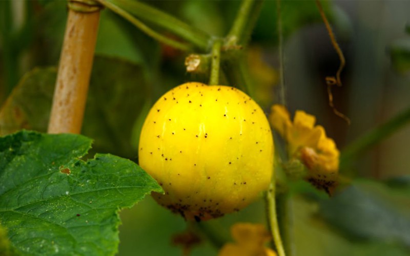 How to Grow and Care for Lemon Cucumber Plantly