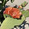 Opuntia Tormentosa Pad Cactus