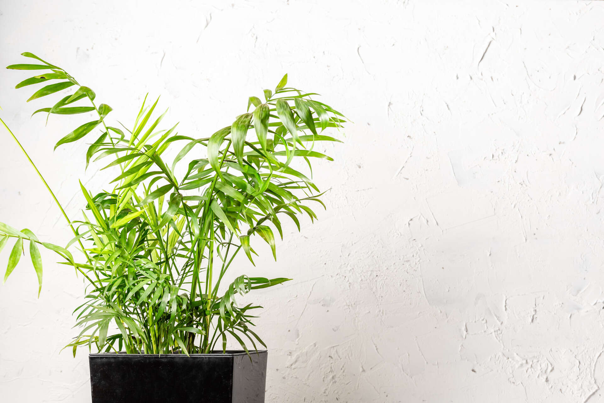 parlor palm: tall low light indoor plant