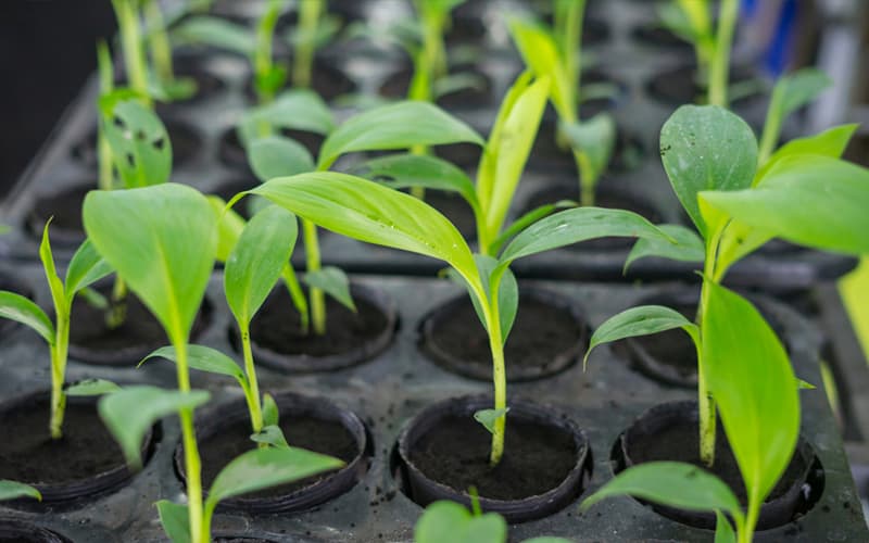 How to Grow and Care for Lemon Cucumber Plantly