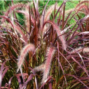 Red Fountain Grass Red Fountain Grass