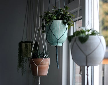 hang plants