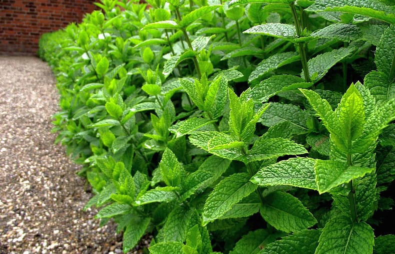 how to grow peppermint