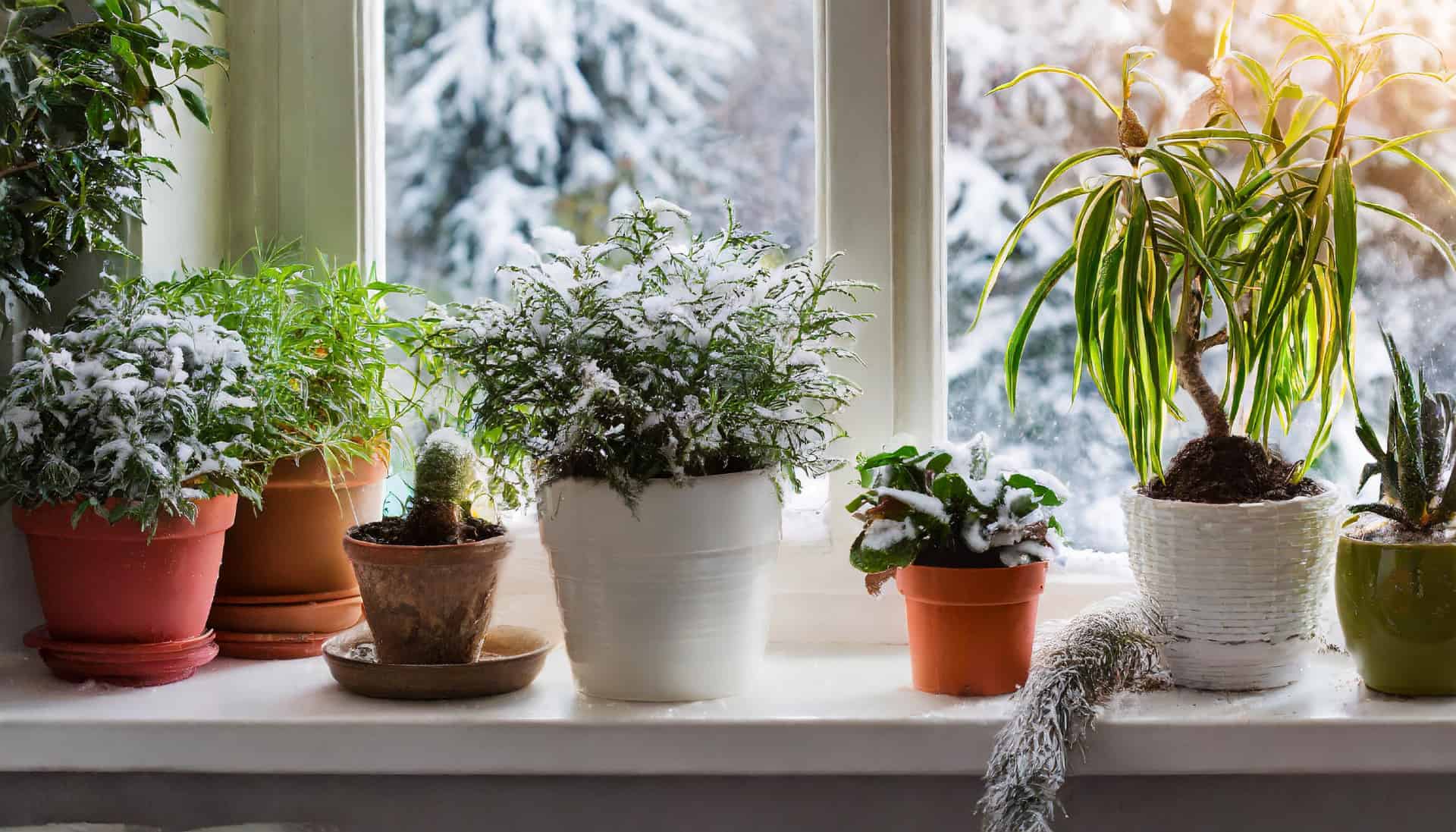 potted plants brought indoors during winter