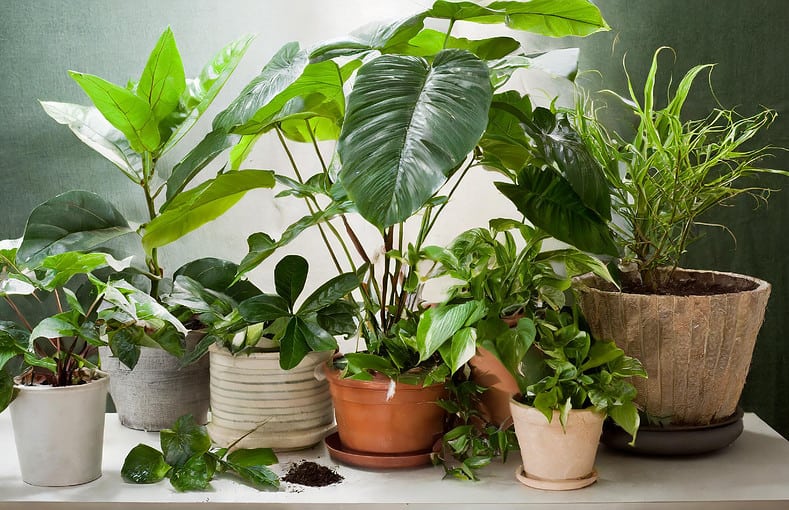 potted plants acclimating indoors