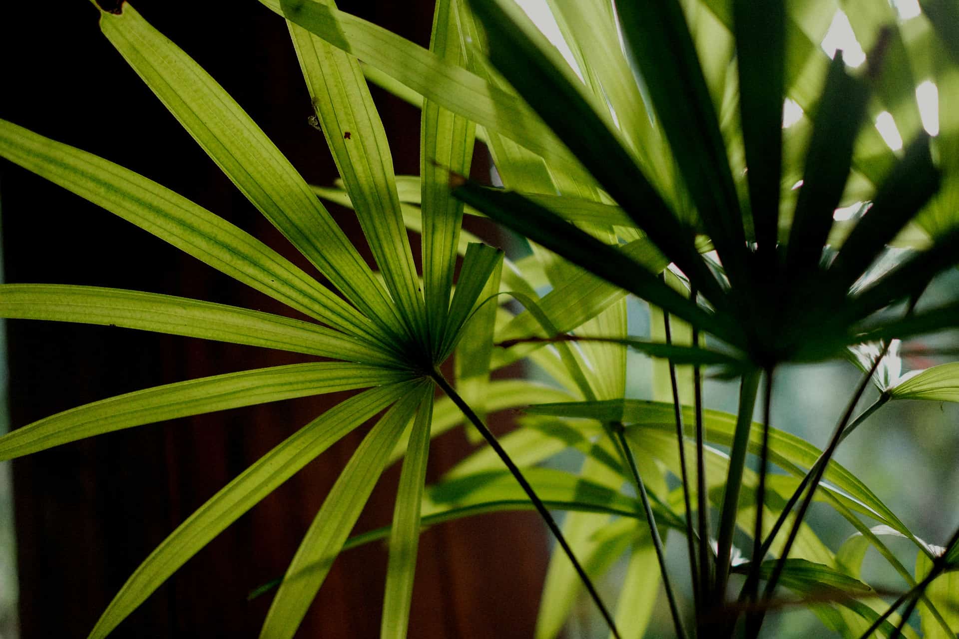 lady palm: tall low light indoor plants