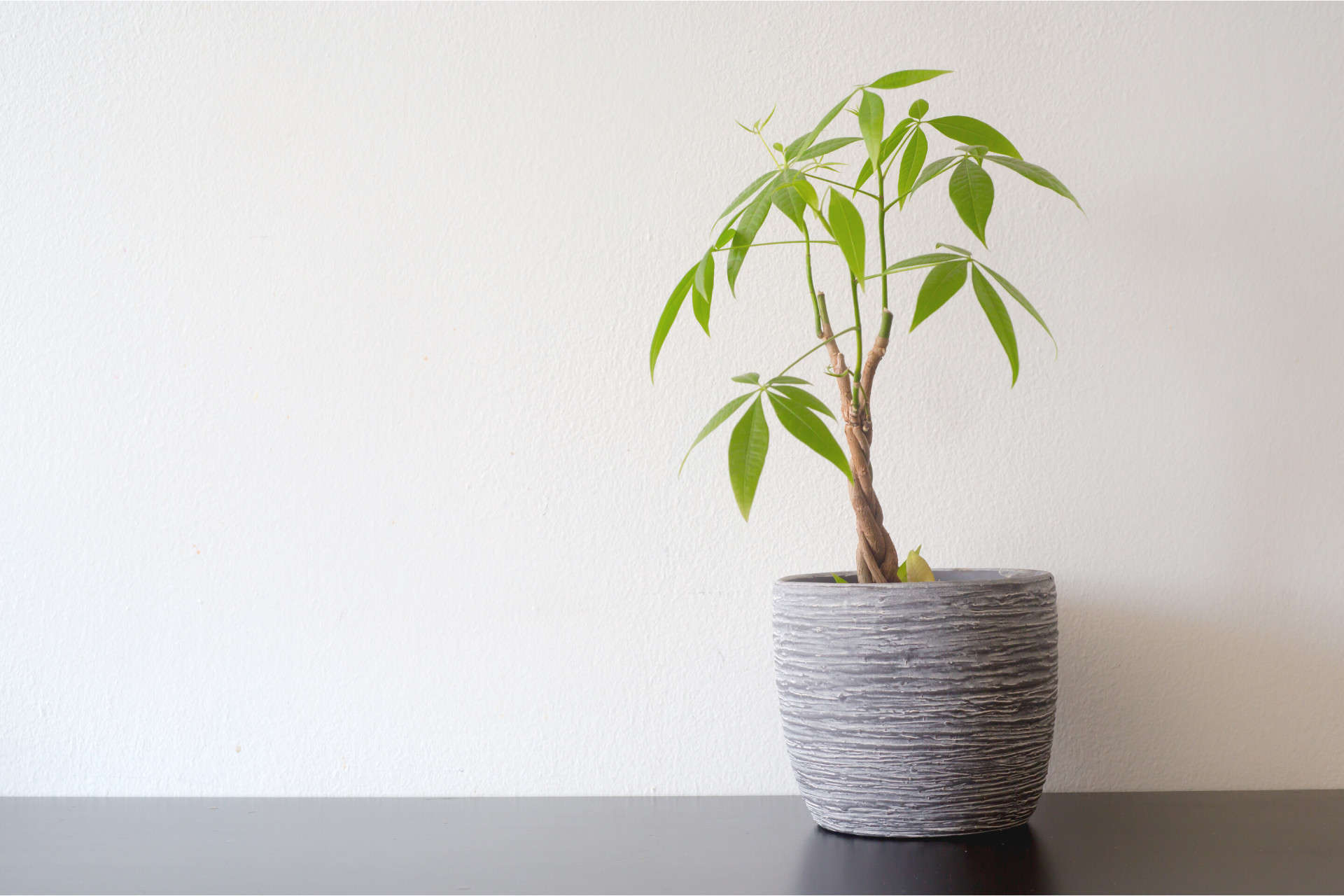money tree: tall low light indoor plant