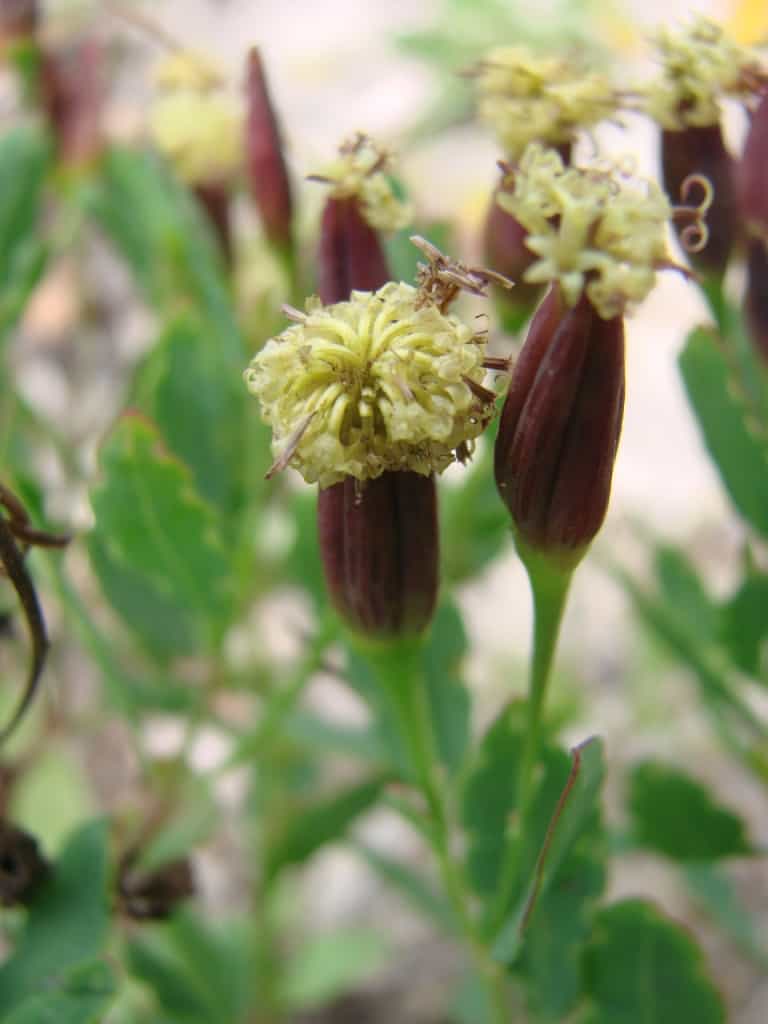 Open Pollinated Papalo, Papaloquelite, Bolivian coriander 50 Non