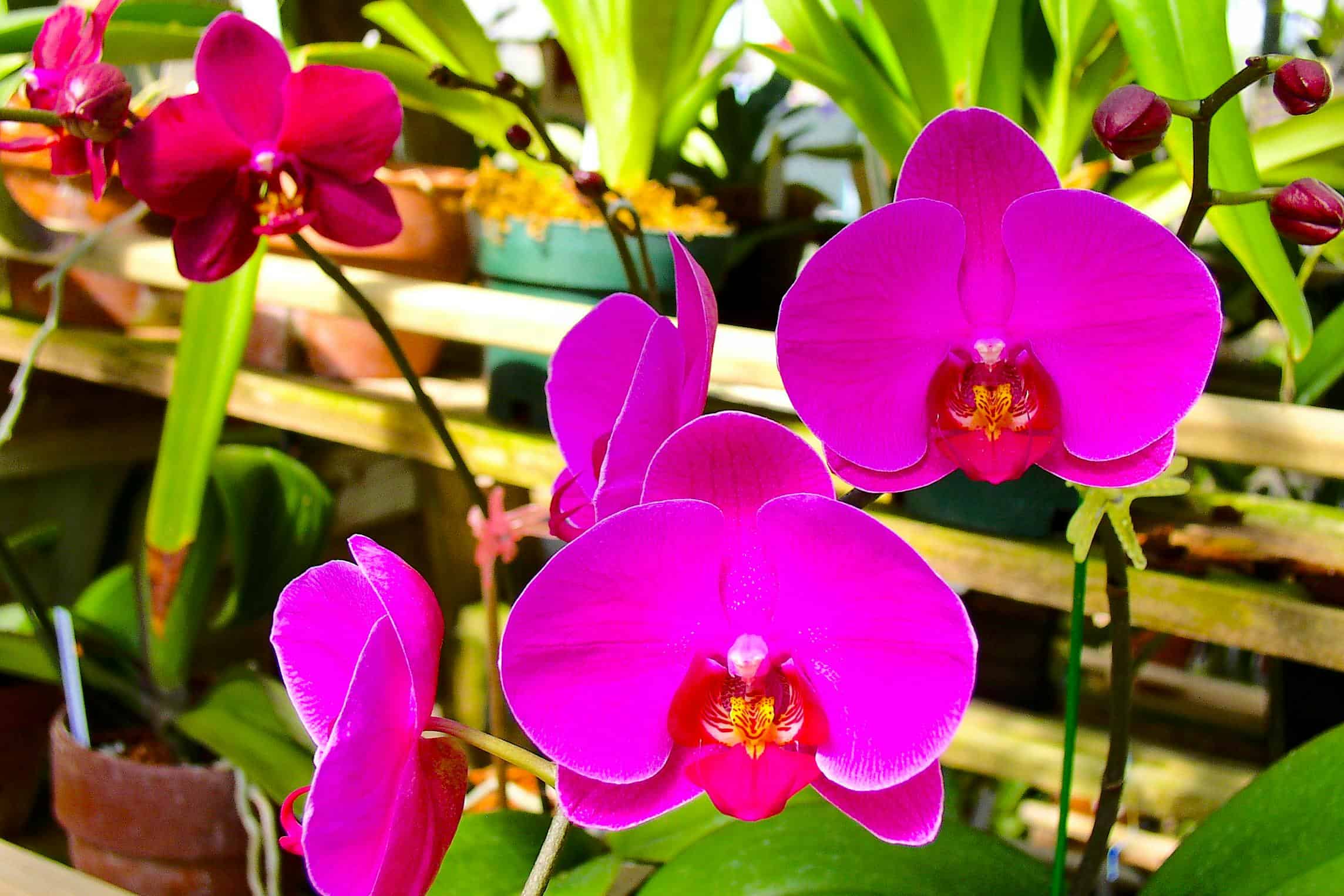 beautiful flowering orchid