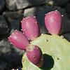 Opuntia engelmannii (Texas Prickly Pear) Pad (Cutting)