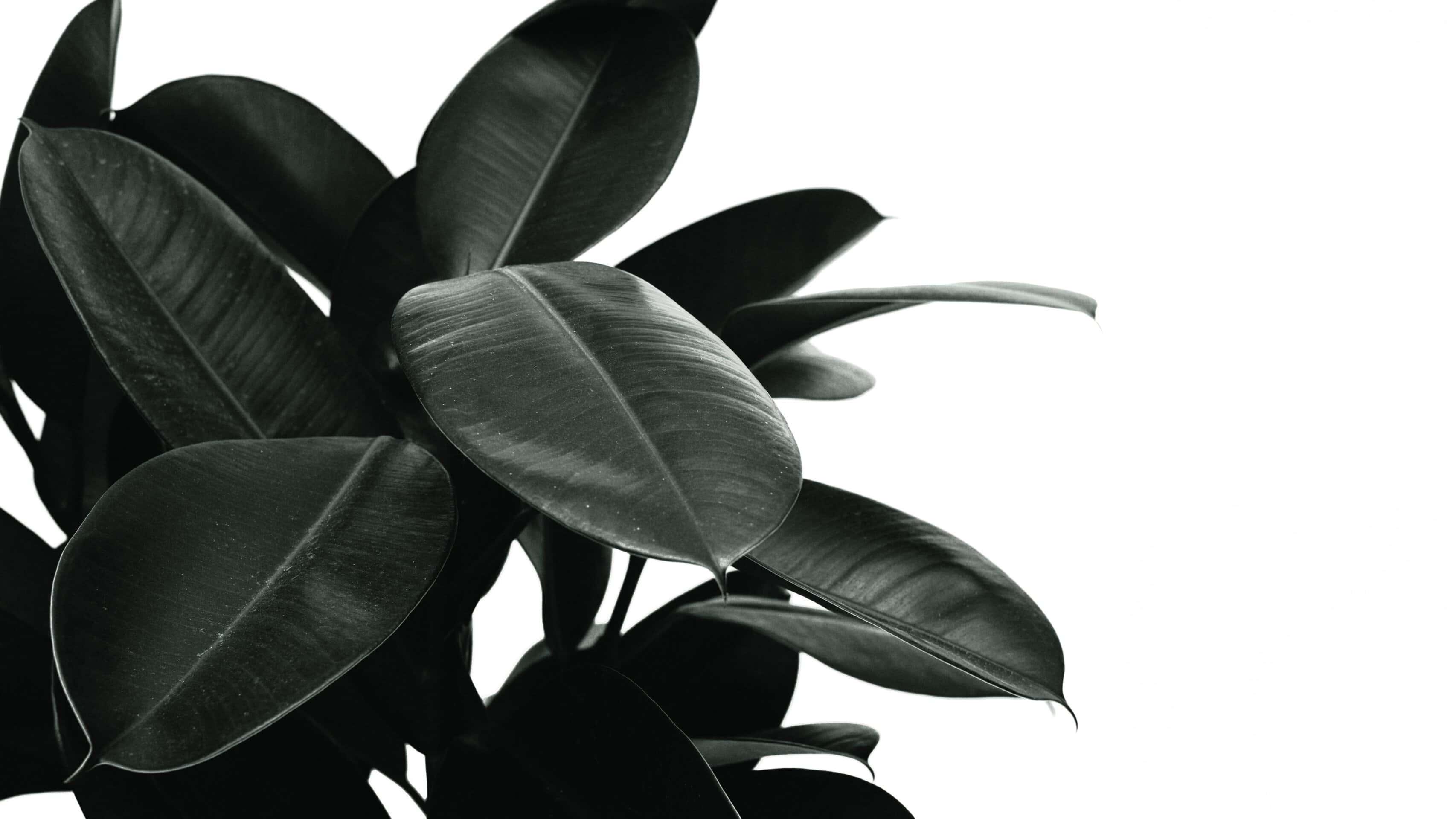 rubber tree plant: tall low light indoor plant