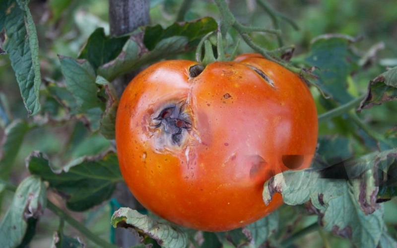 san-marzano-tomatoes-plant-disease