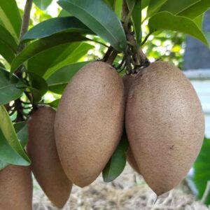 Sapodilla Tree. 5 Years Old. Grafted, Potted.