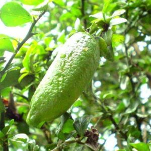 Finger Lime Trees (Different Varieties). 3 Years Old, Grafted,