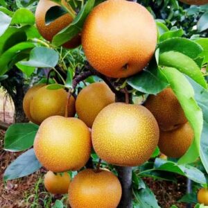 asian pear fruit tree plant